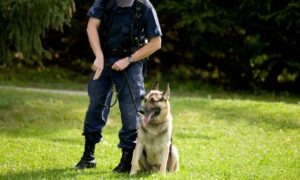 Conoce cuáles son los niveles de adiestramiento canino