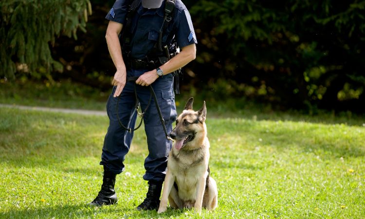 Conoce cuáles son los niveles de adiestramiento canino